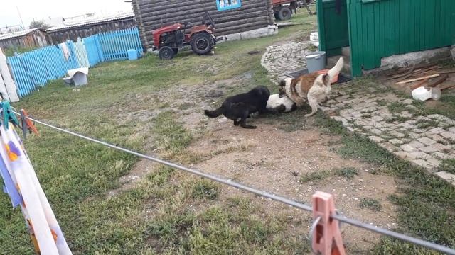 Собачьи бои смотреть онлайн
