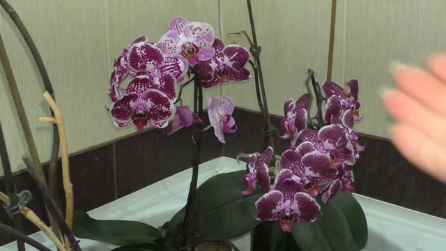 Орхидеи Фаленопсис Мутация при повторном цветении. смотреть онлайн