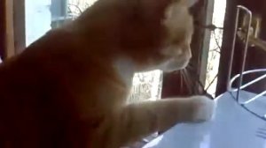 Гавкающий кот! Кошка гавкает!