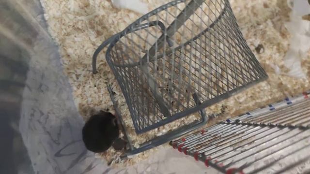 Хомяк Кэмпбелла Кнопочка. смотреть онлайн