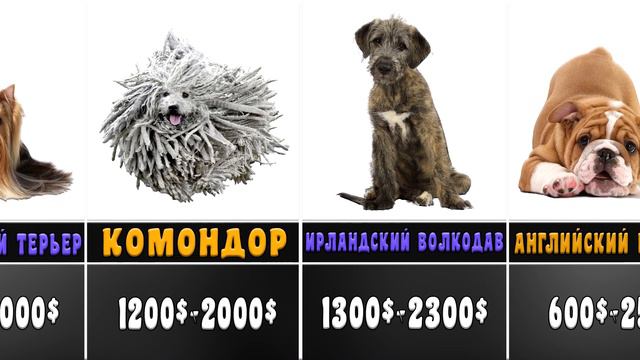 САМЫЕ ДОРОГИЕ СОБАКИ МИРА смотреть онлайн