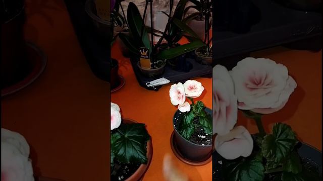 Бегония элатиор бориас смотреть онлайн