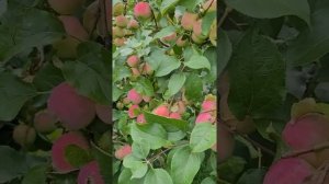 Яблони Абориген, Слава Приморья, Уральское наливное обзор 14августа. Анисимовка Приморский край