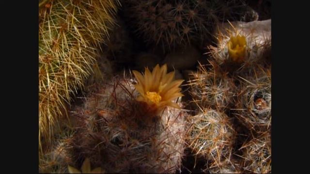 Mammillaria prolifera смотреть онлайн