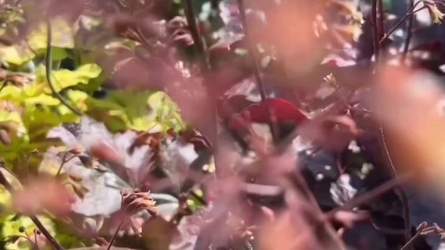 ЛЕНА ХЕППИ ЗАХВАТ ЧИНОВНИЦЫ #обзор #ленахеппи #lenahappy #обзоры #lifeнасекомых