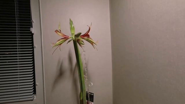 Amaryllis time lapse смотреть онлайн