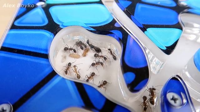 Муравьи покрасили Личинок! Засыпал Жнецам песок. Первая добыча Садовых муравьев! alex boyko смотреть онлайн
