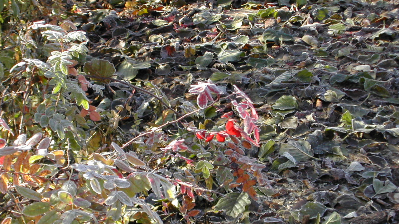 Иеромонах Роман. «Всё на земле для нас живущих…» смотреть онлайн