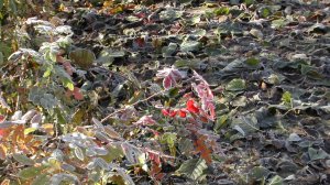 Иеромонах Роман. «Всё на земле для нас живущих…»