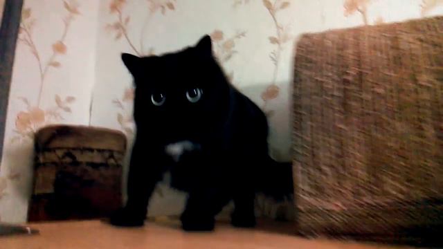 Гендерные особенности ловли мух у кошачьих смотреть онлайн