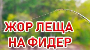 ЖОР ЛЕЩА!!!Ловля ЛЕЩА НА ФИДЕР!Поклевки крупным планом!