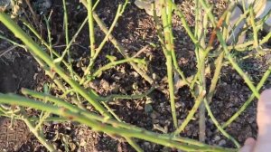 Роза Angela. Весенняя обрезка.