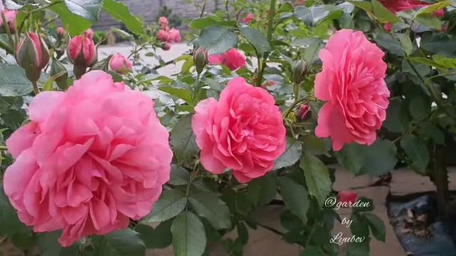 Rosarium Uetersen (KORtersen, Seminole Wind, Uetersen) розариум Ютерзен, плетистая роза смотреть онлайн