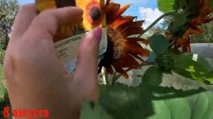 Подсолнечники выращивание из семян в открытый грунт.