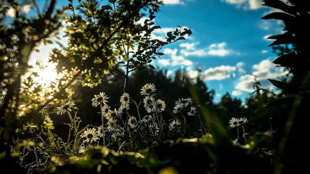 Тест таймлапса. Ромашки.// Sunset beams that shine through daisies смотреть онлайн