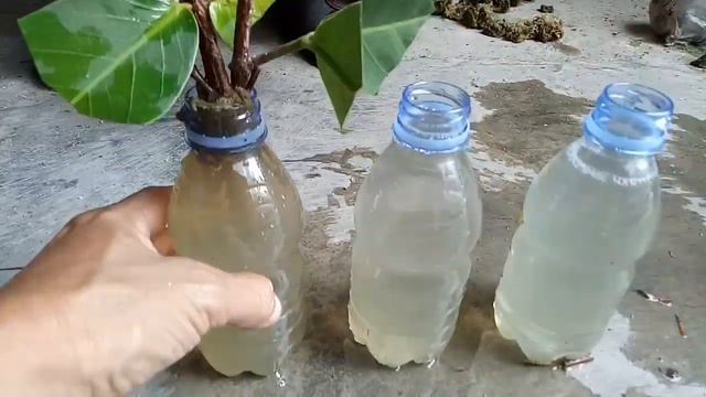 AIR MEDIA STEK + NUTRISI A DAN B MIX [[ successful cuttings with water]] смотреть онлайн