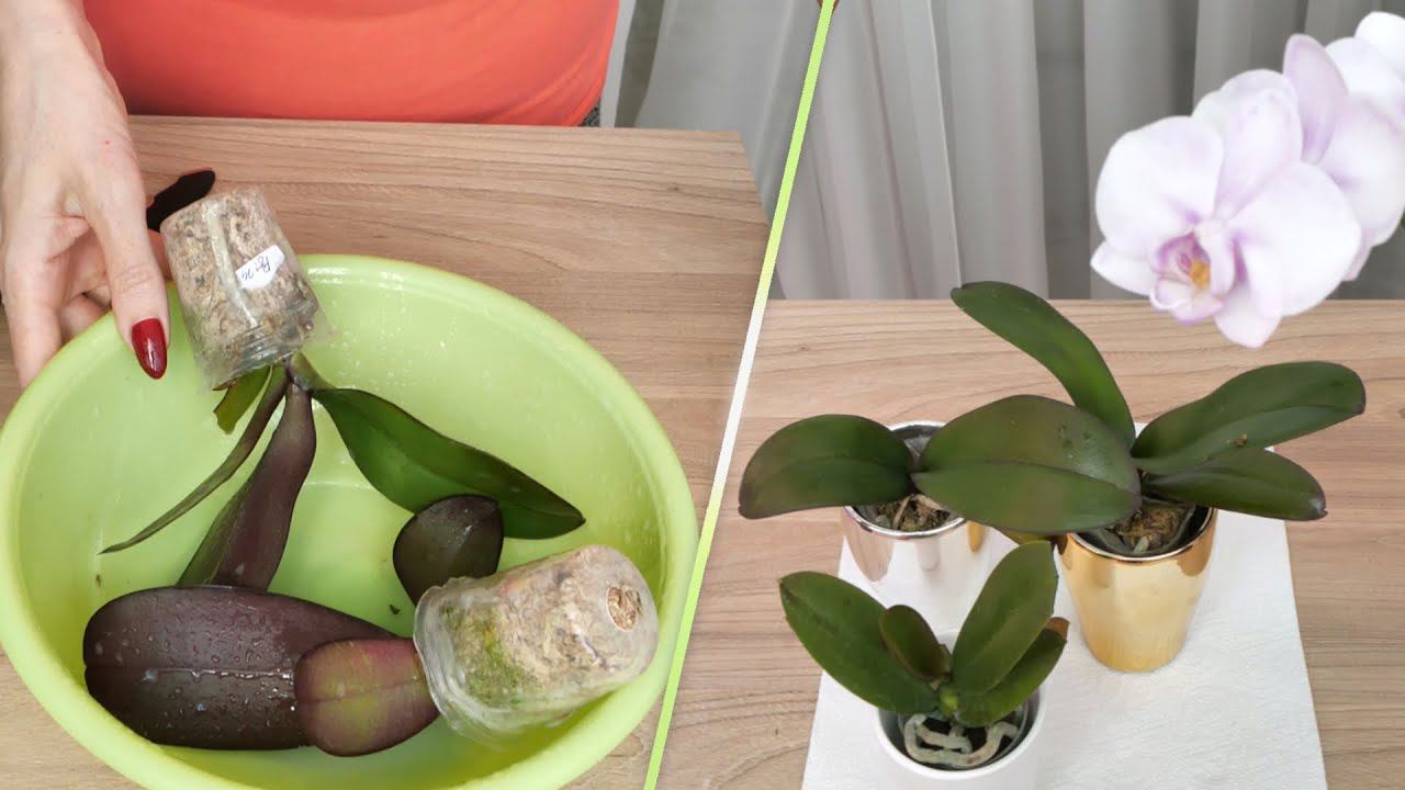 Три НОВЫЕ орхидейки. МОКРЫЕ пятна на листьях. смотреть онлайн