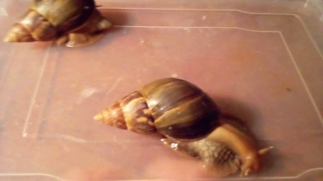 Какие породы улиток можно содержать вместе. смотреть онлайн