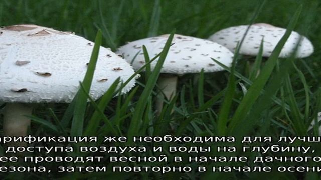 Как избавиться от грибов на газоне смотреть онлайн