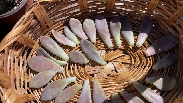 Echeveria Dusty Rose / trasplante de hijos / смотреть онлайн