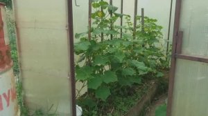 Сколько лет может прослужить поликарбонат на тепличке