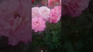 Роза Чикаго Пис