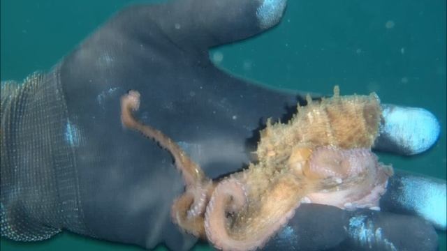 une aventure de peche de poulpe dans la mer :) смотреть онлайн