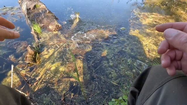 ЛОВЛЯ ЩУКИ МОНТАЖ ЛЕТНЕЙ ЖЕРЛИЦЫ смотреть онлайн