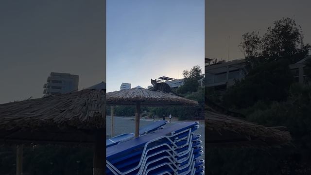 Кот на пляже. Животные, пляж