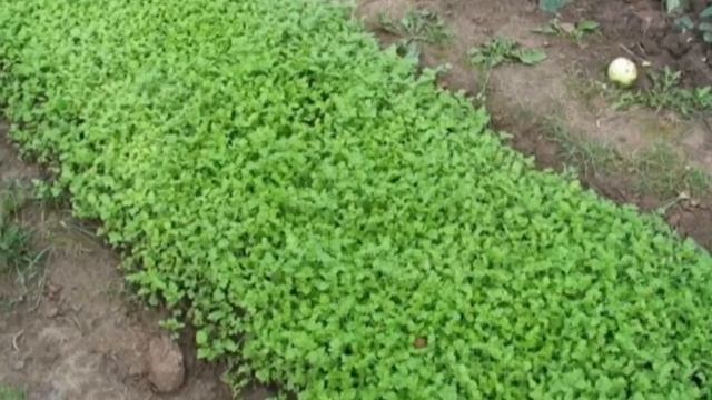 Выращивание горчицы на зелень!!! смотреть онлайн