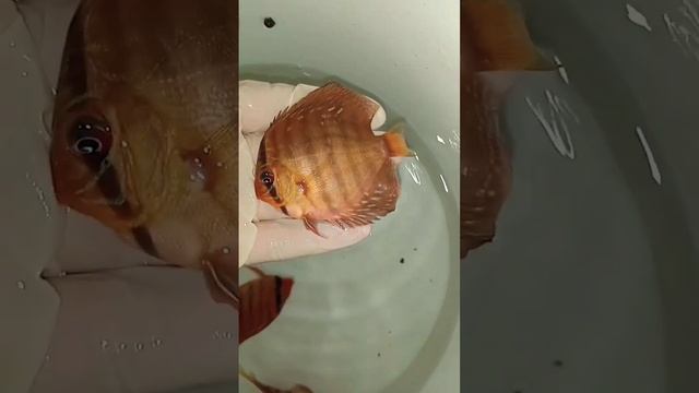 Отправка Дискусов в Крым #fish #fishaquarium #discus #aquarium #аквариум #дискусы #разводня #shorts смотреть онлайн