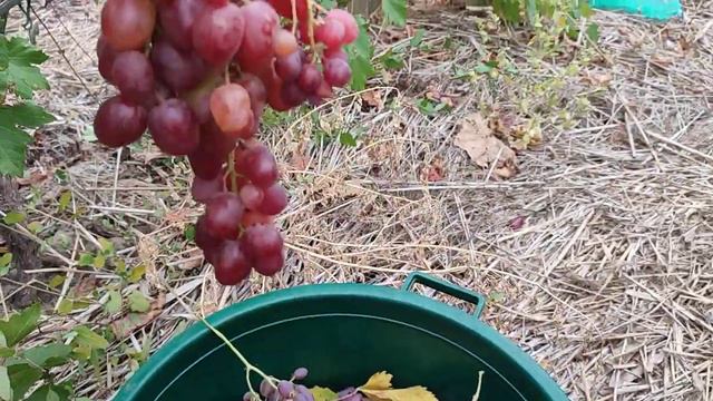 Виноград. Убираем остатки. смотреть онлайн