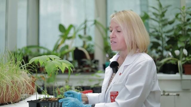 Бактериальный ожог фасоли (Xanthomonas axonopodis pv. phaseoli) смотреть онлайн