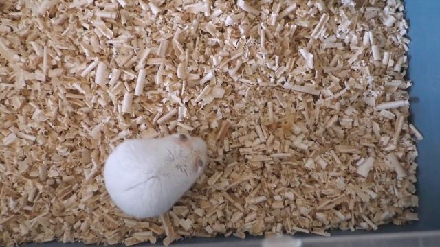 Разведение сирийских и джунгарских хомяков - размножение и уход смотреть онлайн