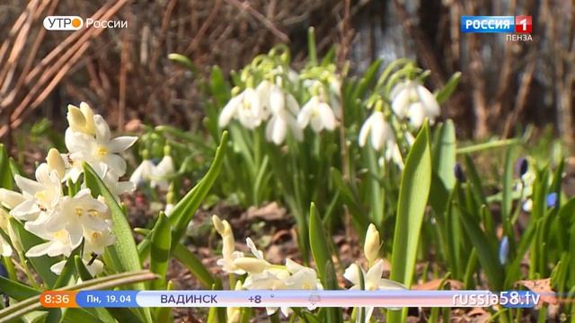 19 апреля во многих странах мира отмечают День подснежника смотреть онлайн