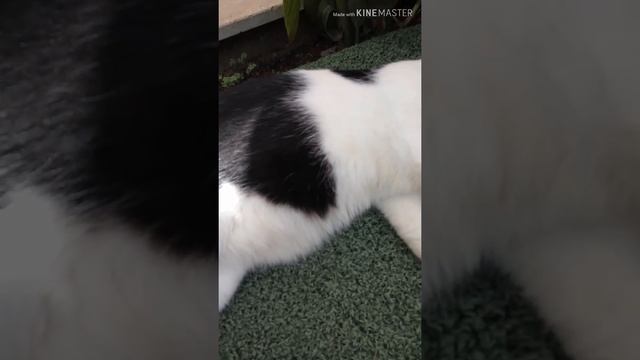 Котики в Lonicera Resort and Spa Hotel смотреть онлайн