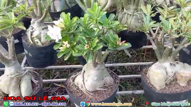 Sứ thái giá rẻ, hoa đẹp, củ to, quái đang rực hoa ngày 11/02/23. Liên hệ: 0981.813.055 #adenium смотреть онлайн