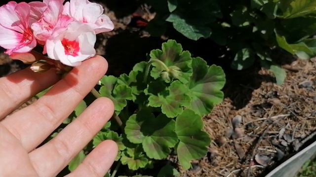 герани в саду июль 2022 смотреть онлайн