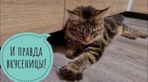 Кошка Морошка вкусила гусеницу