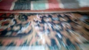 Щенки:(ЛАБРОБАИ)метис от чёрного лабрадора и белого алабая...