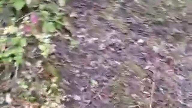 Мох вырос на участке смотреть онлайн