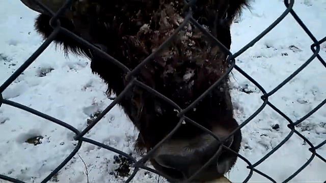 Зубр достояние Белоруссии смотреть онлайн