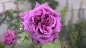 Парфюм Де Рев - роза темнее ночи. Питомник роз Полины Козловой rozarium.biz