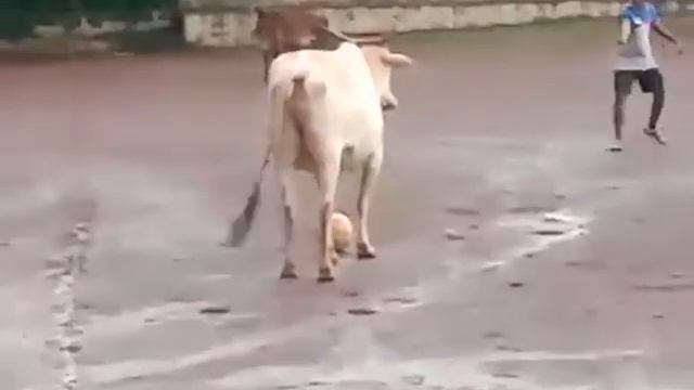 Cow plays football, football addictive смотреть онлайн