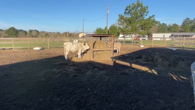 Back Home: Farmer Re-Uniting With Farm-Animal Rescues смотреть онлайн