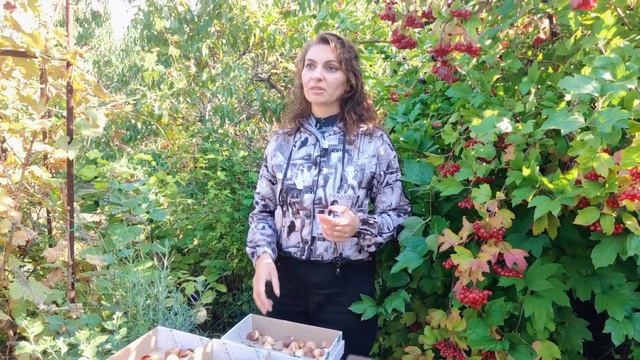 Куда "исчезают" луковицы ТЮЛЬПАНОВ и как сохранить новые элитные сорта. Причины исчезновения. смотреть онлайн
