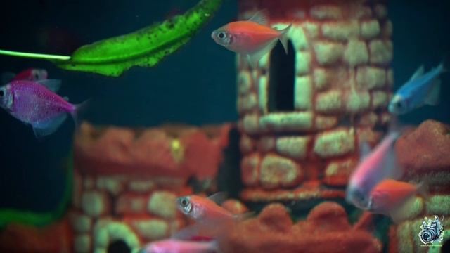 Аквариумные рыбки 观赏鱼 смотреть онлайн