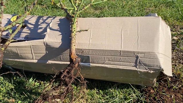 Отримала саджанці від Олени Тур RoseTur смотреть онлайн