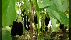 3 потрясающих сорта баклажанов, которые стоит посадить.