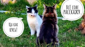 Кошка Морошка и кот Бонифаций крушат мои цветочки. Прекрасный подарок от «Антикошки»!
